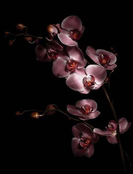орхидея - орхидея, цветы, картина, черный фон - оригинал
