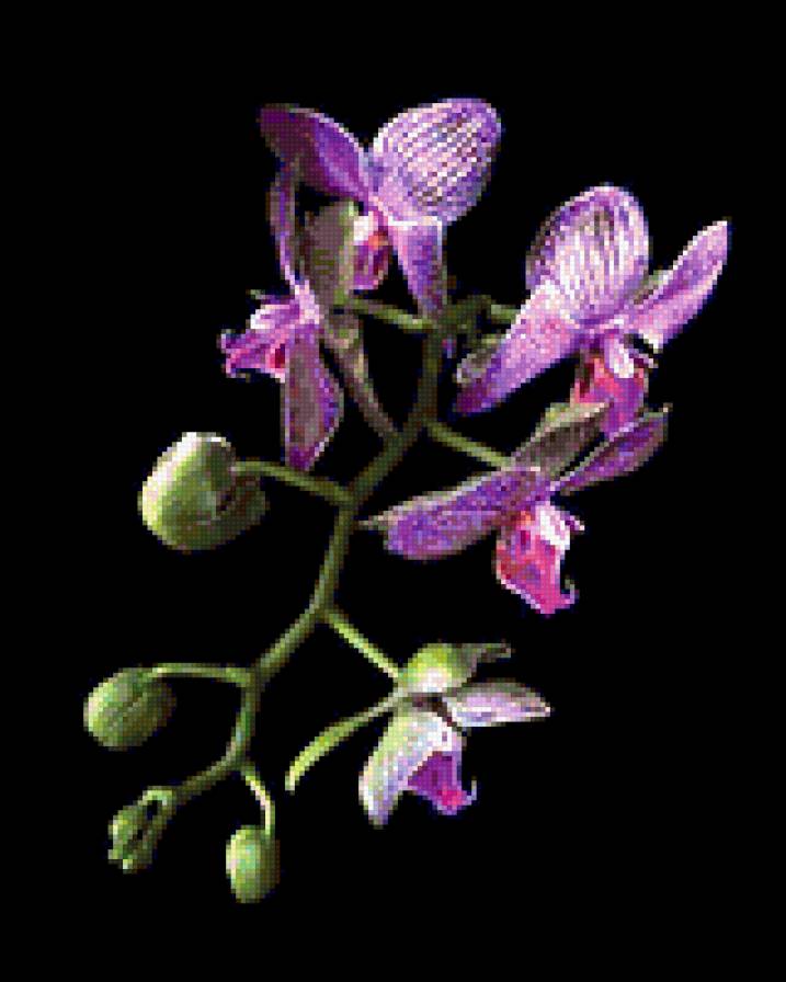 орхидея - орхидея, цветы, черный фон, картина - предпросмотр