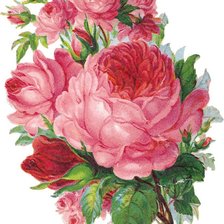 Оригинал схемы вышивки «Роза» (№357475)