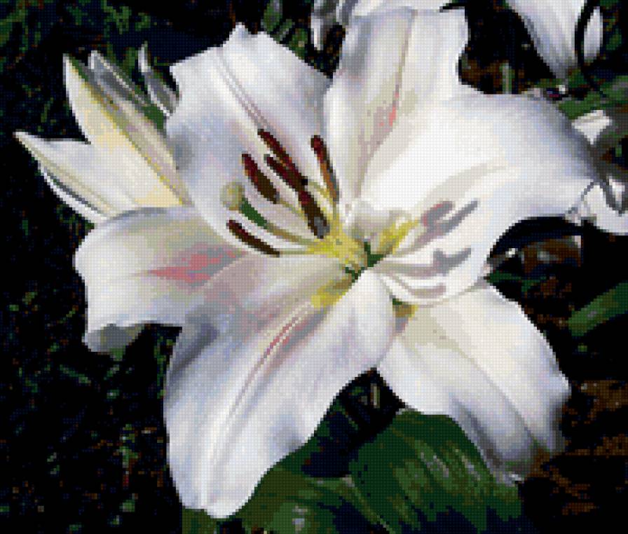 Лилия - цветок - предпросмотр