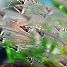 прозрачные рыбы
