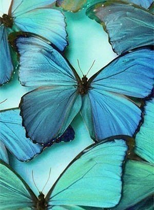 бабочки - бабочки, голубое, панно - оригинал