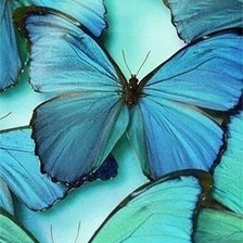 Оригинал схемы вышивки «бабочки» (№358061)