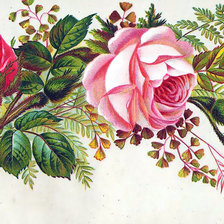 Оригинал схемы вышивки «роза» (№358497)