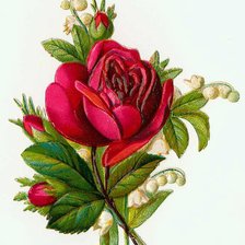 Оригинал схемы вышивки «роза» (№358508)