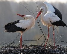 Схема вышивки «птицы»