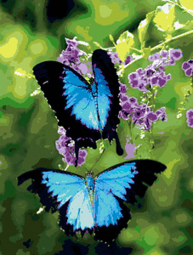 бабочки - насекомые, красота, лето, цветок, бабочка, природа - предпросмотр