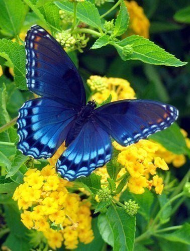 бабочка - красота, насекомые, бабочка, природа, лето, цветок - оригинал