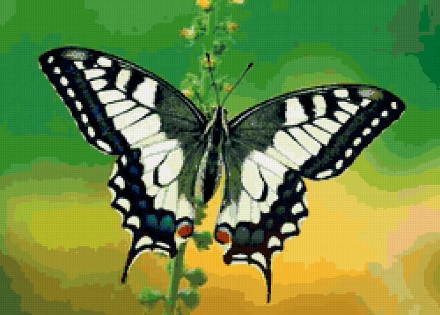 бабочка - бабочка, лето, цветок, насекомые, природа, красота - предпросмотр