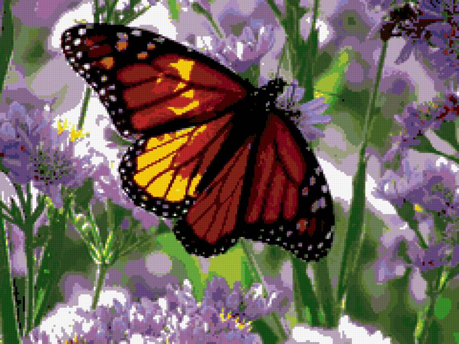 бабочка - насекомые, природа, красота, цветок, лето, бабочка - предпросмотр