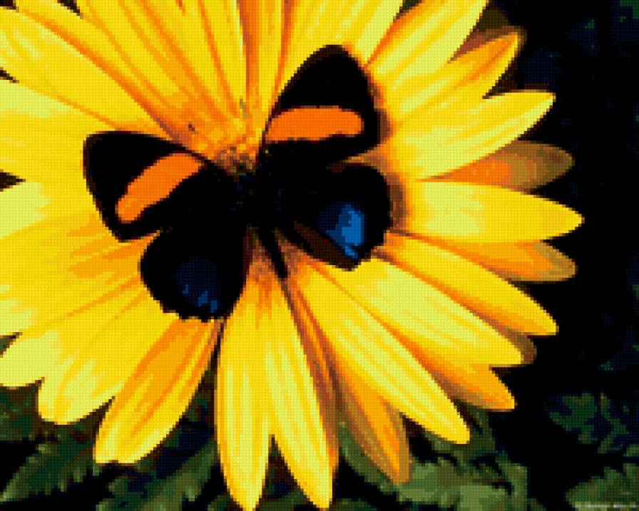 бабочка - красота, лето, бабочка, цветок, насекомые - предпросмотр