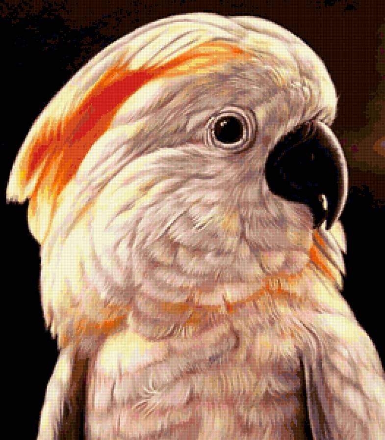 Какаду - попугай, птицы - предпросмотр