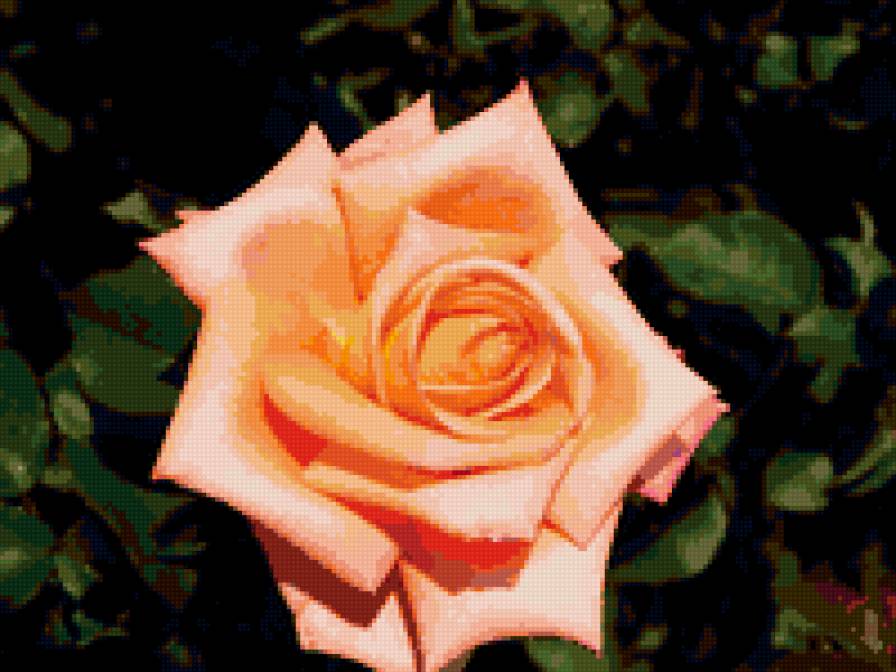 роза - цветок, роза, розы, цветы - предпросмотр