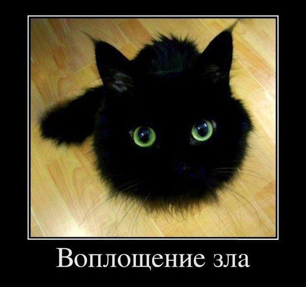 Котик - черный кот, демотиватор, кот, животные - оригинал