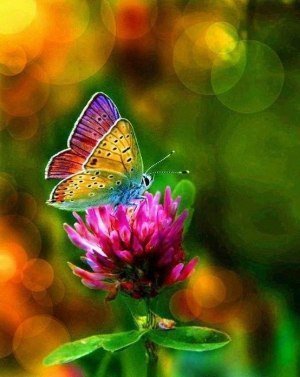 бабочка - красота, цветок, насекомые, лето, природа, бабочка - оригинал