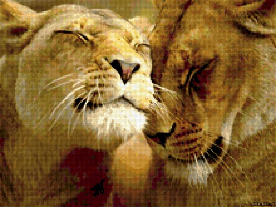 львы - животные, любовь - предпросмотр