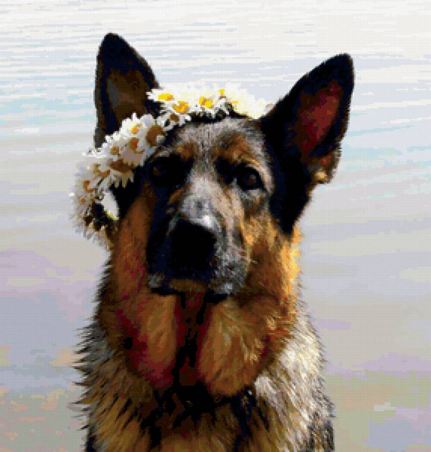 верный пес - букет, вода, собака, природа - предпросмотр