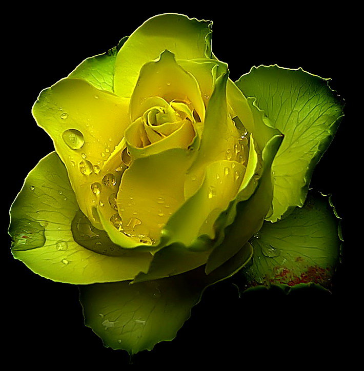 желтая красавица - роза, цветы - оригинал