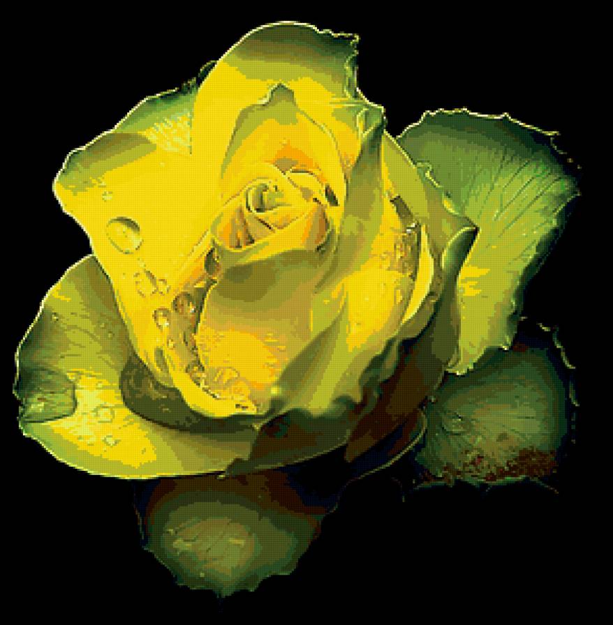 желтая красавица - роза, цветы - предпросмотр