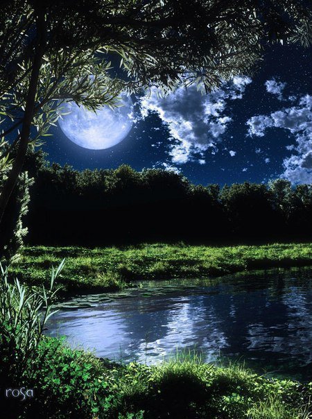 ночь - ночь, деревовид, лес, луна, природа, озеро - оригинал