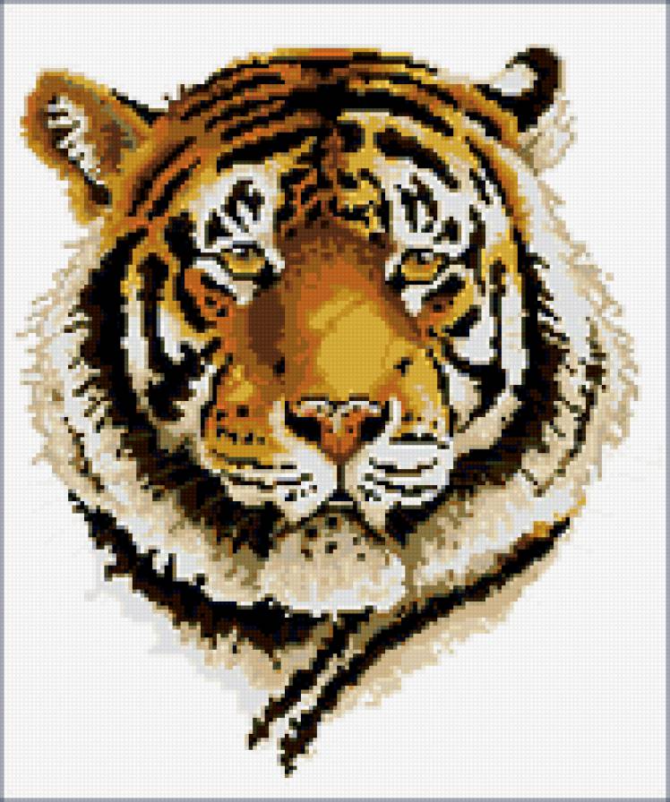 тигр - хищник, кошки, тигр, глаза, кошка - предпросмотр