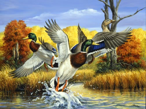 0096 - птицы, картина, утки, лето, природа, красота, вода - оригинал