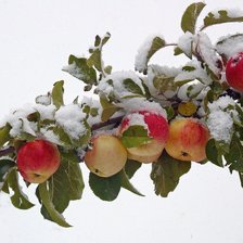 Схема вышивки «яблоки на снегу»