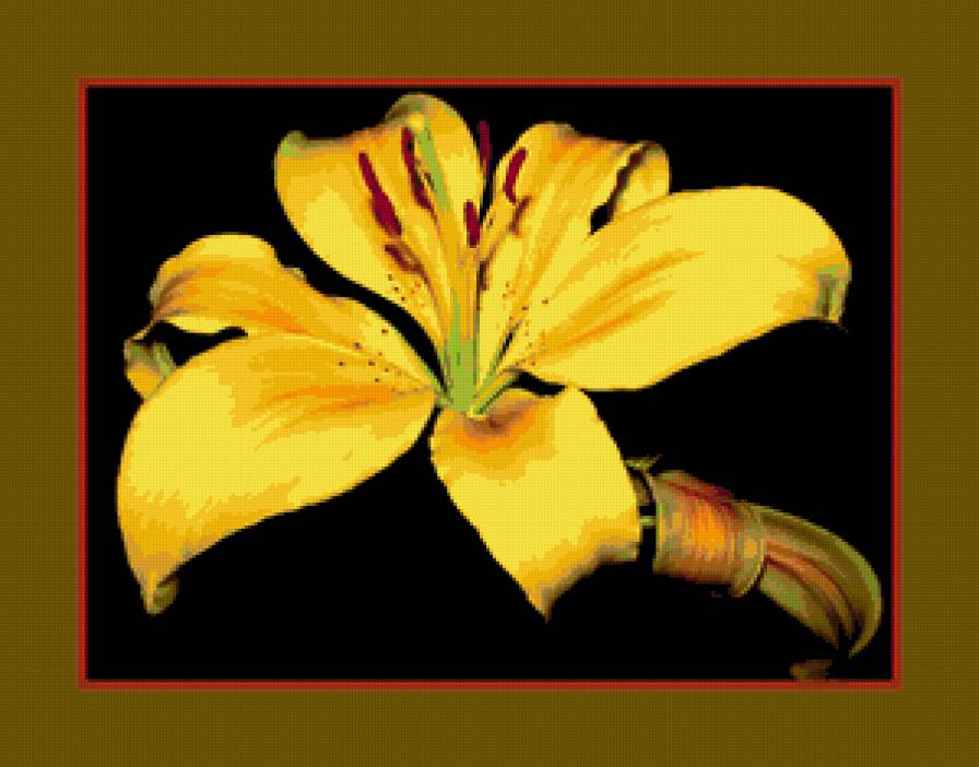 лилия - лилия, цветок - предпросмотр