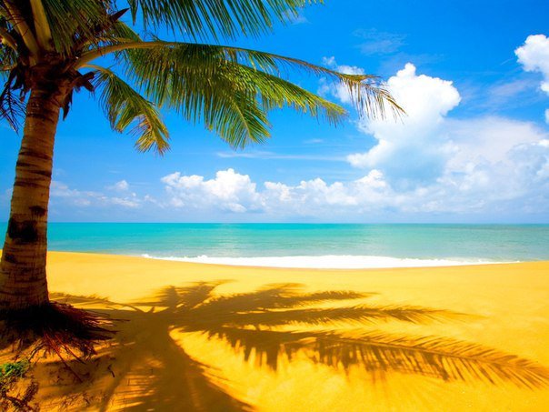 пляж - вид, природа, песок, море, пальма, мир, океан, пляж - оригинал