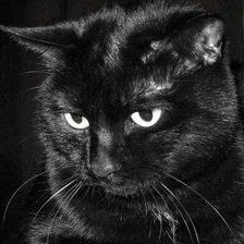 Черный-черный кот