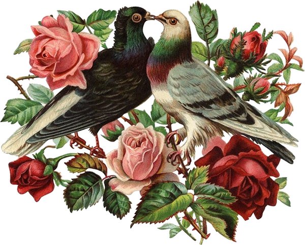 розы и голуби - птицы - оригинал