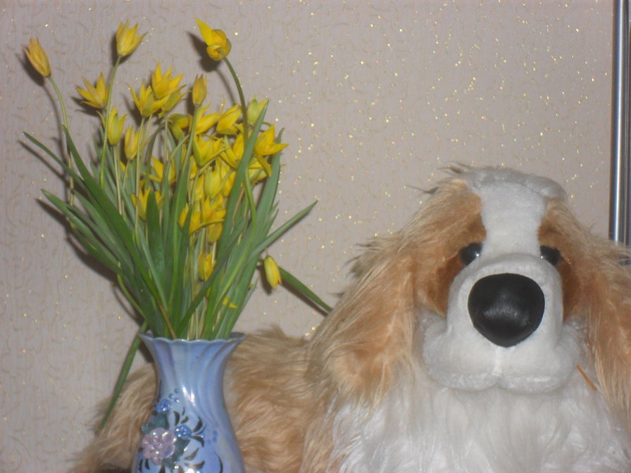 собака с букетом - собака, цветы - оригинал