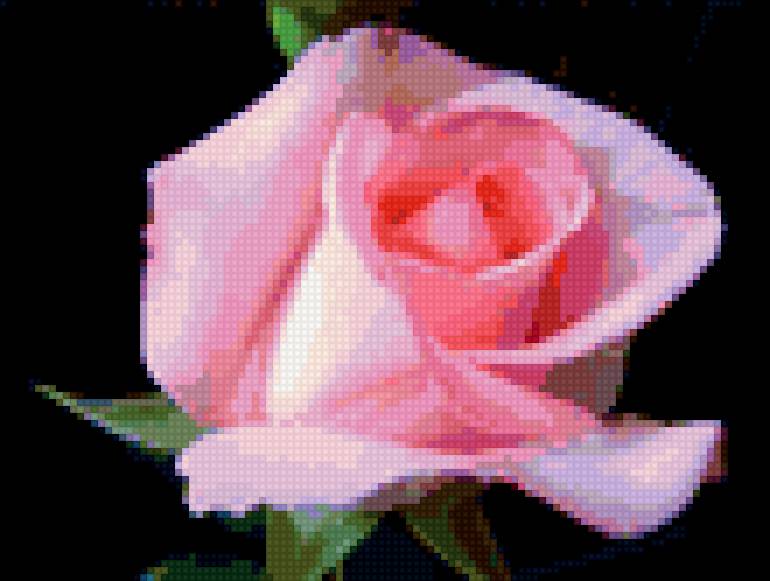 роза розовая - предпросмотр