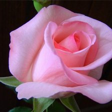 Схема вышивки «роза розовая»