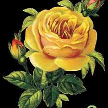 Оригинал схемы вышивки «роза на черном» (№364841)