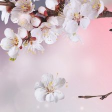 Схема вышивки «цветущая вишня»