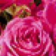 Предпросмотр схемы вышивки «розы» (№364976)