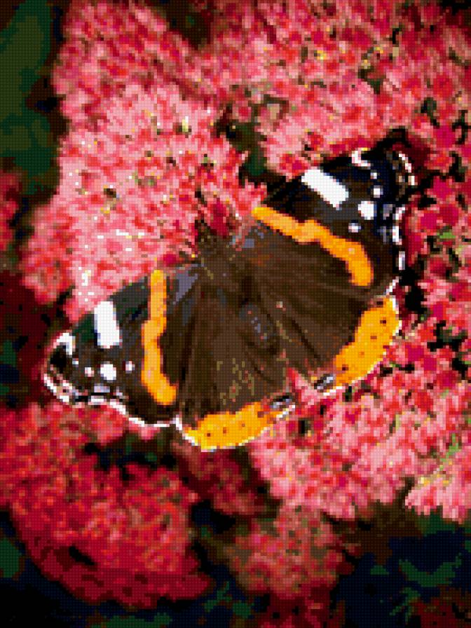 бабочка на цветке - бабочки - предпросмотр