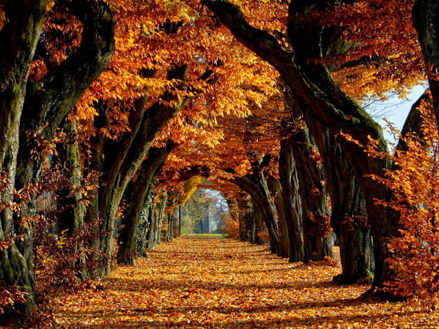 Золотая аллея - осень, золотая, аллея, природа, деревья - оригинал