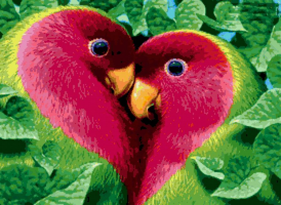 попугаи - попугаи, птицы, любовь, сердце - предпросмотр