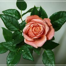 Оригинал схемы вышивки «роза» (№365524)