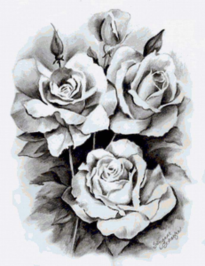 Розы. - рисунки карандашом, розы, цветы - предпросмотр