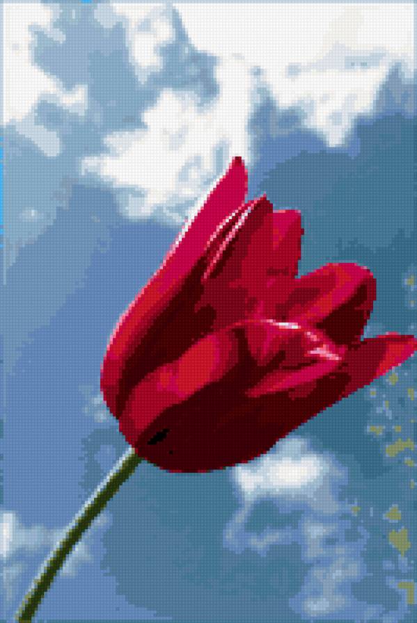 тюльпан - тюльпан, цветок, цветы, тюльпаны, небо - предпросмотр
