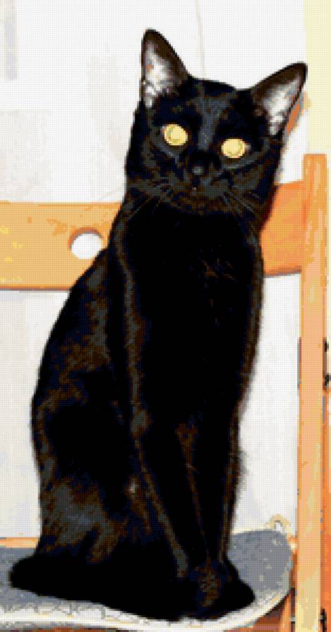 черный кот - животные, кошки, глаза, кот, черный кот - предпросмотр