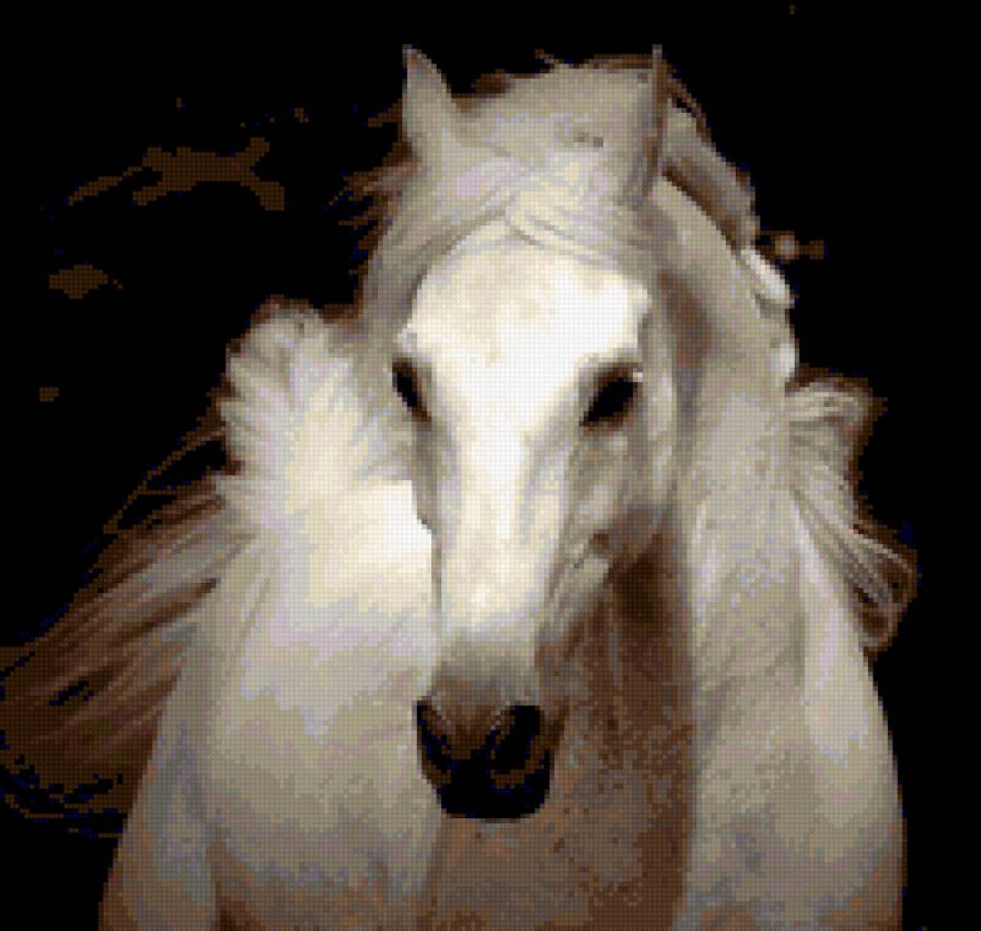 белая лошадь - предпросмотр