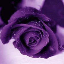 Схема вышивки «фиолетовая роза»
