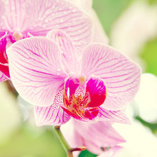 Оригинал схемы вышивки «Розовая орхидея» (№369008)