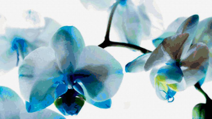 бело-голубая орхидея - бело-голубая орхидея - предпросмотр