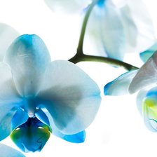 бело-голубая орхидея