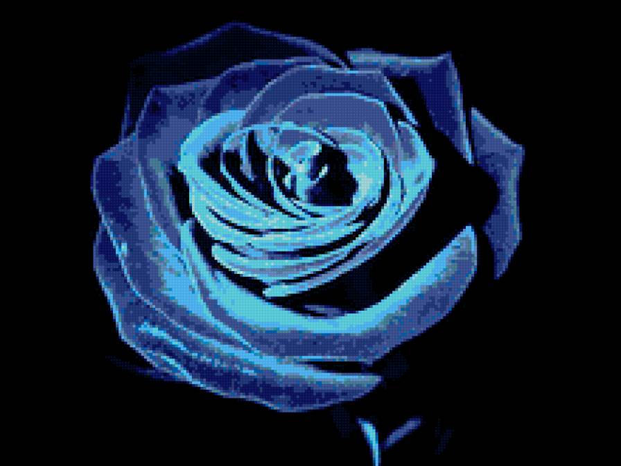 Голубая роза - черный фон, роза - предпросмотр